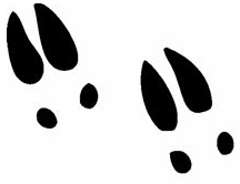 moose tracks